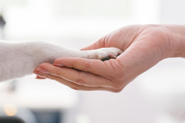 a person holding a dog's paw in their hand