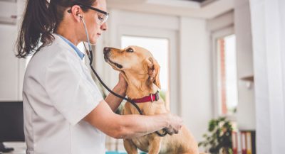 Home - StringSoft Veterinary Practice Management Software