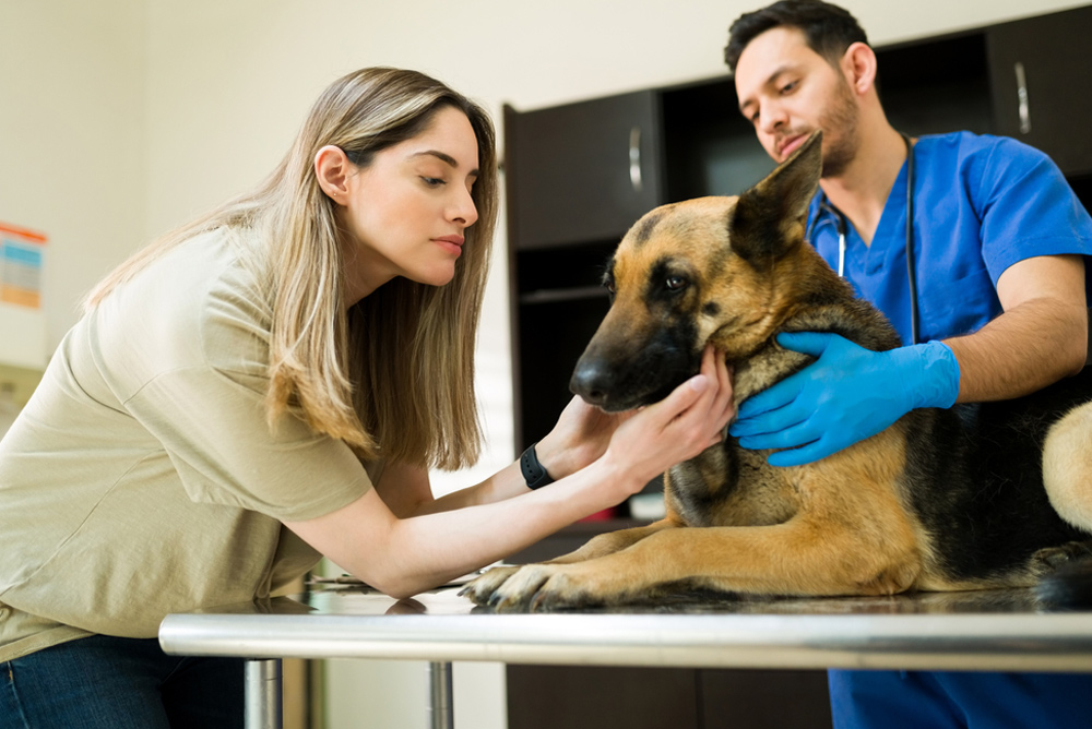 a dog getting a medical check up from a vet