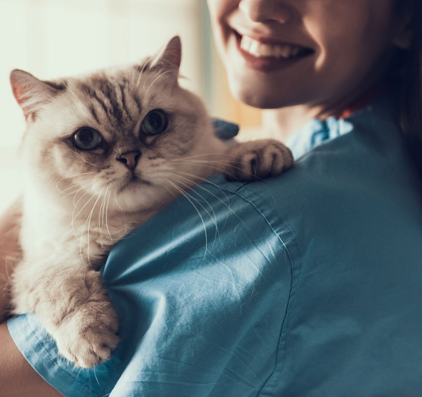 Smiling Professional Veterinarian Holding Cute Cat